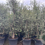 Quercus suber 175-200 cm container Multistam