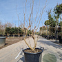 Vitex agnus-castus 125-150 cm 30L