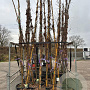 Wisteria sinensis 400-450 cm 45L Gestokt