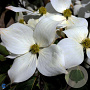 Cornus k. 'Bultinck's Giant Flower' 100-125 cm 20L