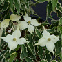 Cornus k. Samaritan 175-200 cm cont. 80L