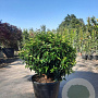 Prunus l. 'Angustifolia' 80 cm container bol