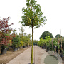 Prunus l. 'Angustifolia' 120 cm stam container 20-25