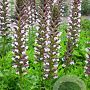 Acanthus hungaricus 'White Lips' GM P9