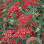 Achillea 'Sassy Summer Sangria' GM P9