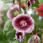 Alcea r. 'Crème de Cassis' GM P9