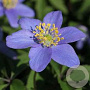 Anemone nem. 'Royal Blue' GM P9
