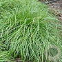 Carex umbrosa GM P9