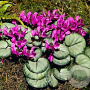 Cyclamen coum 'Silver Leaf' GM P9