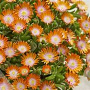 Delosperma Ice Cream Orange GM P9