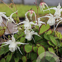 Epimedium gr. 'Bandit' GM P9