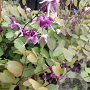 Epimedium y. 'Zillmer' GM P9