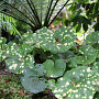 Farfugium japonicum giganteum GM c20