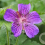 Geranium ibericum 'Vital' GM P9
