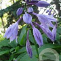 Hosta 'Betsy King' GM P9