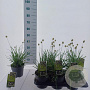 Sesleria heufleriana 30-40 cm 2,0L