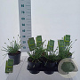 Sesleria nitida 20-30 cm 2,0L