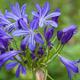 Agapanthus 'African Skies' GM c20