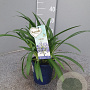 Agapanthus Amourette Superb P14