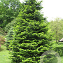Abies grandis 200-250 cm draadkluit solitair