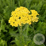 Achillea 'Credo' GM P9