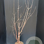 Acer griseum 100-125 cm 7,5L