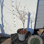 Acer japonicum 'Aconitifolium' 50-60 cm 5,0L