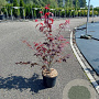 Acer pal. 'Atropurpureum' 50-60 cm 5,0L