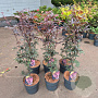 Acer pal. 'Bloodgood' 60-80 cm 5,0L