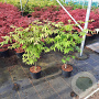 Acer pal. 'Osakazuki' 50-60 cm 5,0L