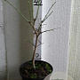 Acer shirasawanum 'Aureum' 40-50 cm 5,0L