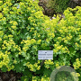 Alchemilla epipsila GM P9