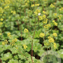 Alchemilla erythropoda GM P9 BIO
