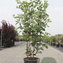 Amelanchier lamarckii 100-125 cm 15L