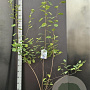 Amelanchier lamarckii 100-125 cm 7,5L