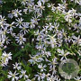 Aster ericoides 'Weisser Zwerg' GM P9