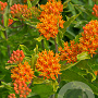 Asclepias tuberosa GM P9
