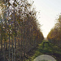 Betula pendula 12-14 HO draadkluit