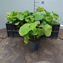 Brunnera macrophylla GM P9 BIO