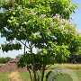 Catalpa bignonioides 400-450 cm draadkluit meerstammig