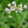 Cardamine pratensis GM P9