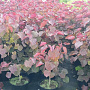 Cercis can. 'Forest Pansy' 100-125 cm 10L