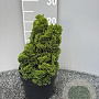 Chamaecyparis o. 'Nana Gracilis' 15-20 cm 2,0L