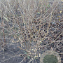 Chimonanthus praecox 125-150 cm met kluit struik