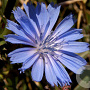 Cichorium intybus GM P9