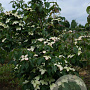 Cornus k. 'Teutonia' 200-250 cm draadkluit struik