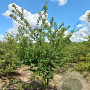 Crataegus laev. 'Plena' 300-350 cm draadkluit meerstammig