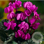 Cyclamen coum 'Rubrum' GM P9