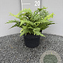 Dryopteris af. 'Crispa' GM 2,0L