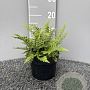 Dryopteris affinis GM 2,0L